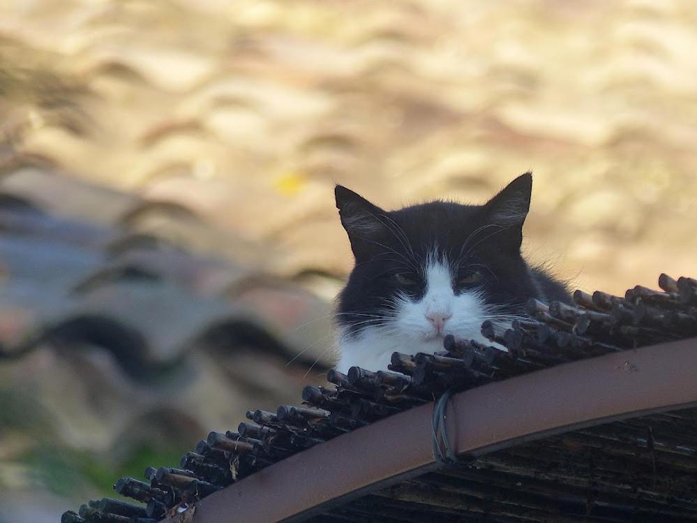 Le Chat Sur Le Toit 루르마랭 외부 사진